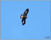 Juvenile Golden Eagle. Image courtesy A. Sturgess.