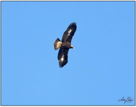 Juvenile Golden Eagle. Image courtesy A. Sturgess. Juvenile Golden Eagle. Image courtesy A. Sturgess.