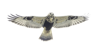 Photo of rough-legged hawk, courtesy J.S. Jourdan Photo of rough-legged hawk, courtesy J.S. Jourdan