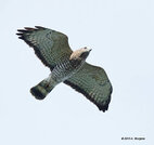 Broad-winged hawk