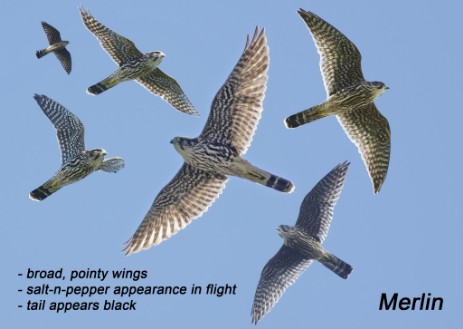 Merlin composite