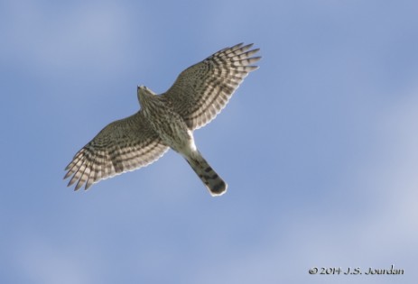 Sharp-shinned hawk