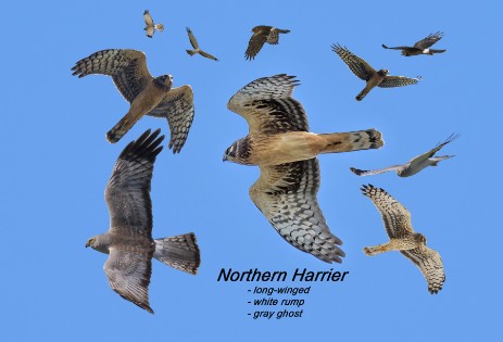 Northern Harrier composite image