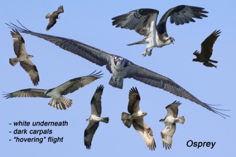 Osprey composite