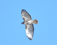 Red-tailed Hawk. Photo copyright 2021 Andrew Sturgess
