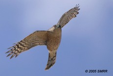 Sharp-shinned hawk. Photo copyright SMRR 2005
