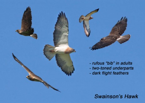 Swainson's Hawk composite