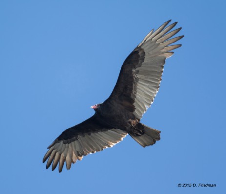 Turkey vulture